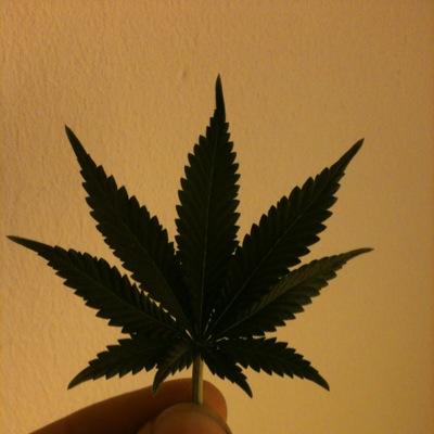 For weed lovers all over the globe, You wanna know it! we'll find it out so light up and get ready for the show
