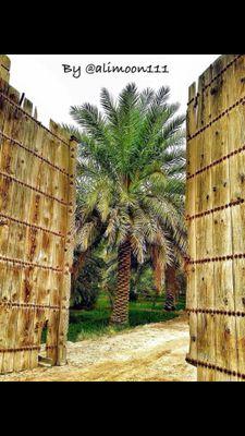 ‏الشاعرحـــــسن الـــــشوارب