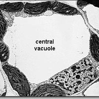 Central Vacuole (@vacuole4lyfe) 's Twitter Profile