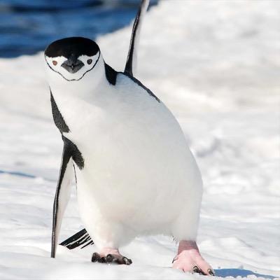 Haciendo pingus!
