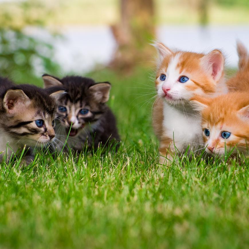 Denver Home and Pet Sitter Who is Always Out Walking the Dogs!