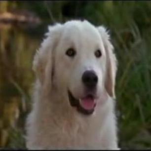Hi I'm Delilah a stray female dog who lives in an alleyway I love meeting new friends and male dogs *giggles* /Fun/beautiful/single but shy when seeing males!