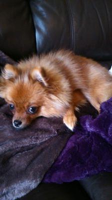 XxLaurynHuntxX's profile picture. british!!! Troye Sivan Pizza and Internet are all I need❤ also f4f!!!!!