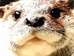 カワウソかわいい