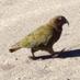 Lerry (@larrywildbird1) Twitter profile photo
