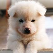 健司@サブ垢 (@pinponponpoko) 's Twitter Profile