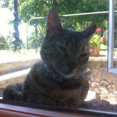 Bibersahin's profile picture. 