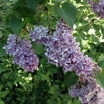 SchmelzleTamara's profile picture. Mom to three Amazing People, Wife and Life Partner, Passionate Educator and Life Long Learner, Administrator @ WRDSB