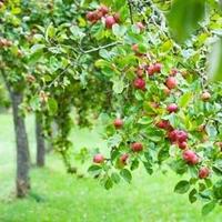 Cider lover (@theciderlover) 's Twitter Profile Photo