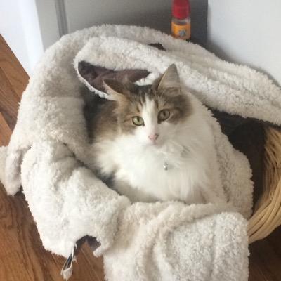 arrr_enn's profile picture. NICU RN 👶🏻. Cat mom 🐱. Dog mom 🐶. Bruins 💛. Patriots 💙. Red Sox ❤️ views are my own, not a reflection of my employer. ✌🏻