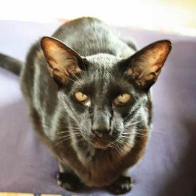 Trigonas's profile picture. 1955 geb. in Eindhoven, gepensioneerd huisman #watchTheCove2019 9n youtube