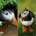 الطائر الحزين (@11max11max1979) Twitter