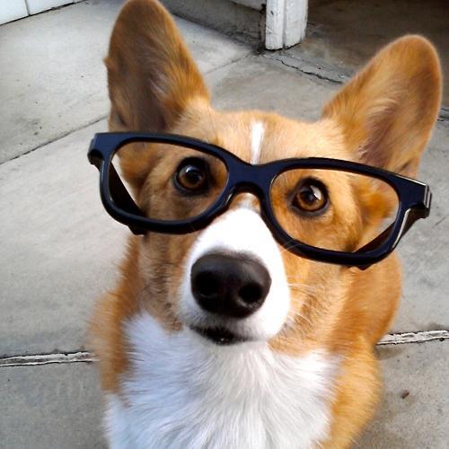 CorgiLuvr1986's profile picture. 📍 Las Vegas