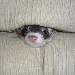 Just a little guy tryna make it in the big city. Bright eyed, bushy tailed, crusader for ferret justice. #LEGALIZEFERRETS