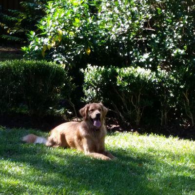 chiefluffbottom's profile picture. 