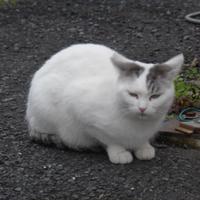 本橋（牛乳）恵一＠物書き兼脱炭素アドバイザー (@tenshinokuma) 's Twitter Profile Photo