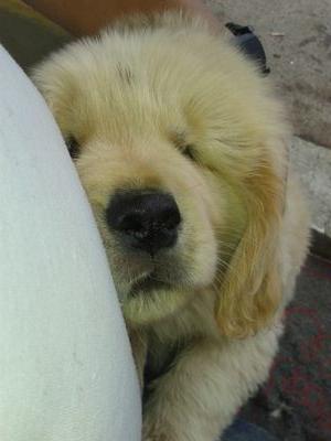 sebasnacho's profile picture. Abogado y sobre todo ser humano!