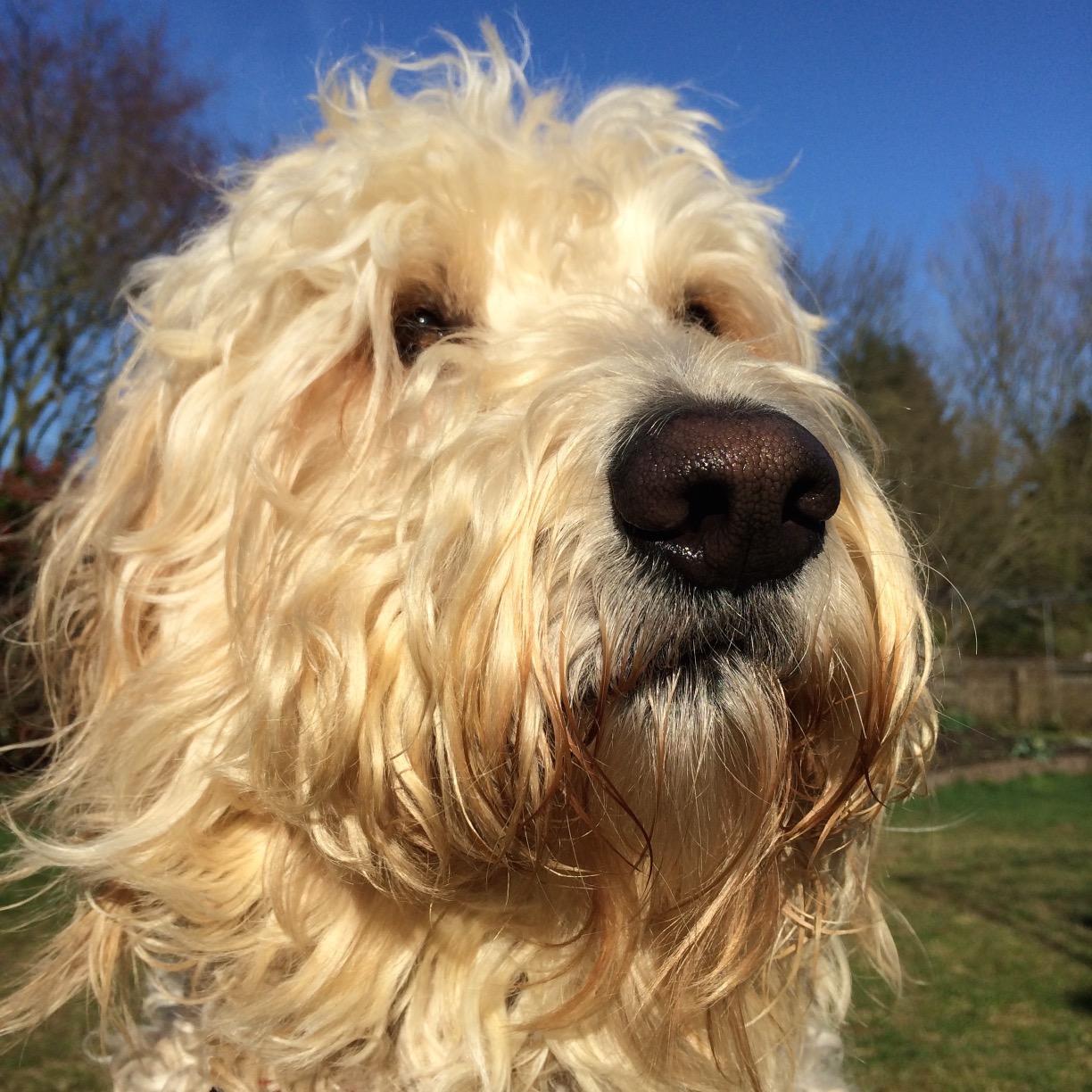 Today was AWESOME! Fetched my squeaky ball, ate some grass, played w/ pups, loved on my ppl. Being a F1 goldendoodle's a blast!