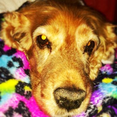 CoronaSeba's profile picture. 