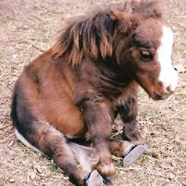 Even though I'm up in horsey heaven, I'll always be in your hearts
