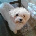 Rolando David - @Rolandopanchos - Twitter