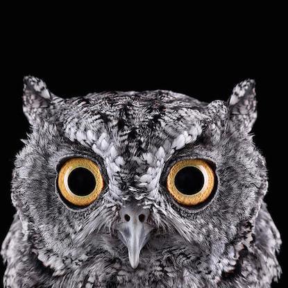 worldwarsmth's profile picture. Golden