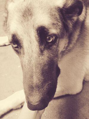Hello, My name is Ronaldo and I'm 3 Years old & a German Shepherd with Black,Brown and Sliver Fawn Fur :)