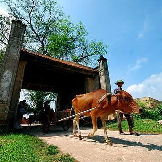 Duong Lam ancient village awarded Certificate of Excellence from Tripadvisor, join Duong Lam Eco tour to become a villager or volunteer to experience the real c