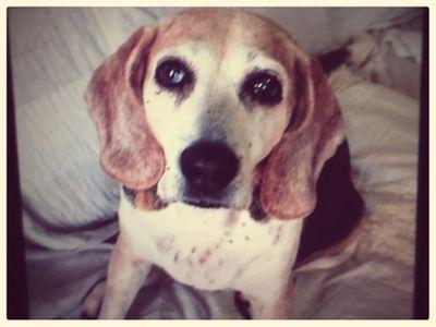 ビーグル犬  Mix 犬 ミニチュアダックスフンドと仲良く暮らしてます。