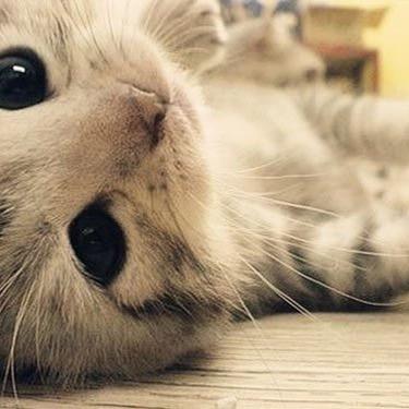 A mob of the cutest kitties around
