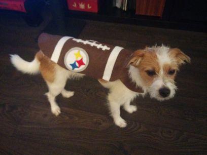 Hi, I'm Football the Dog. I'm a Jack Russell mix and with all this social media doing on lots of folks would like to be in the know what I'm up to daily. Enjoy!
