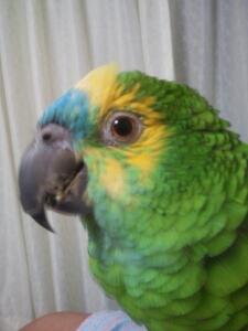 鳥とお酒と美味しい物が大好きです。  今はアオボウシインコのお嬢様の母やってます。休日は自転車に乗ってます！