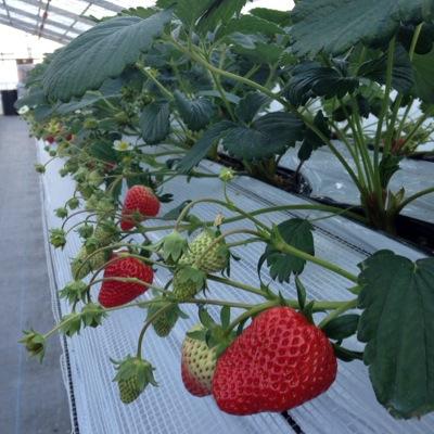 数品種の🍓の食べ比べができる
いちご狩りが人気です！
広いハウスでのんびりと
楽しんで下さい。