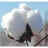 cottonfarmer's profile picture. Ga. Farmer cotton, corn, peanuts, wheat, and soybeans.