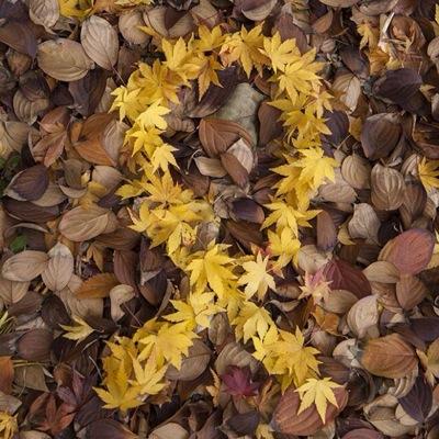 lglms's profile picture. 