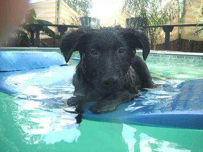 rtennant2603's profile picture. left-winged bird surrounded by right-wing hawks deep in the heart of