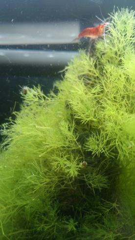 kyouma6044's profile picture. 兵庫の高2/アフリカンシクリッド超戦中/まだまだ素人なのでいろいろおしえてほしいです！/水草水槽もやってます/フォローおねがいします