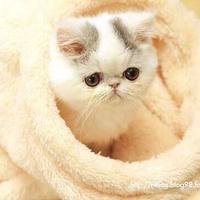ねこねこふぁみりー (@neconecofamily) Twitter profile photo
