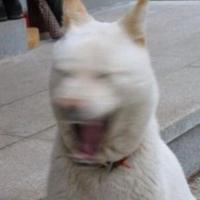 청하지연 (@wjdpduq2) 's Twitter Profile Photo