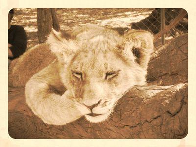 Book buyer and lion walker