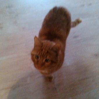 gulenkodim's profile picture. 