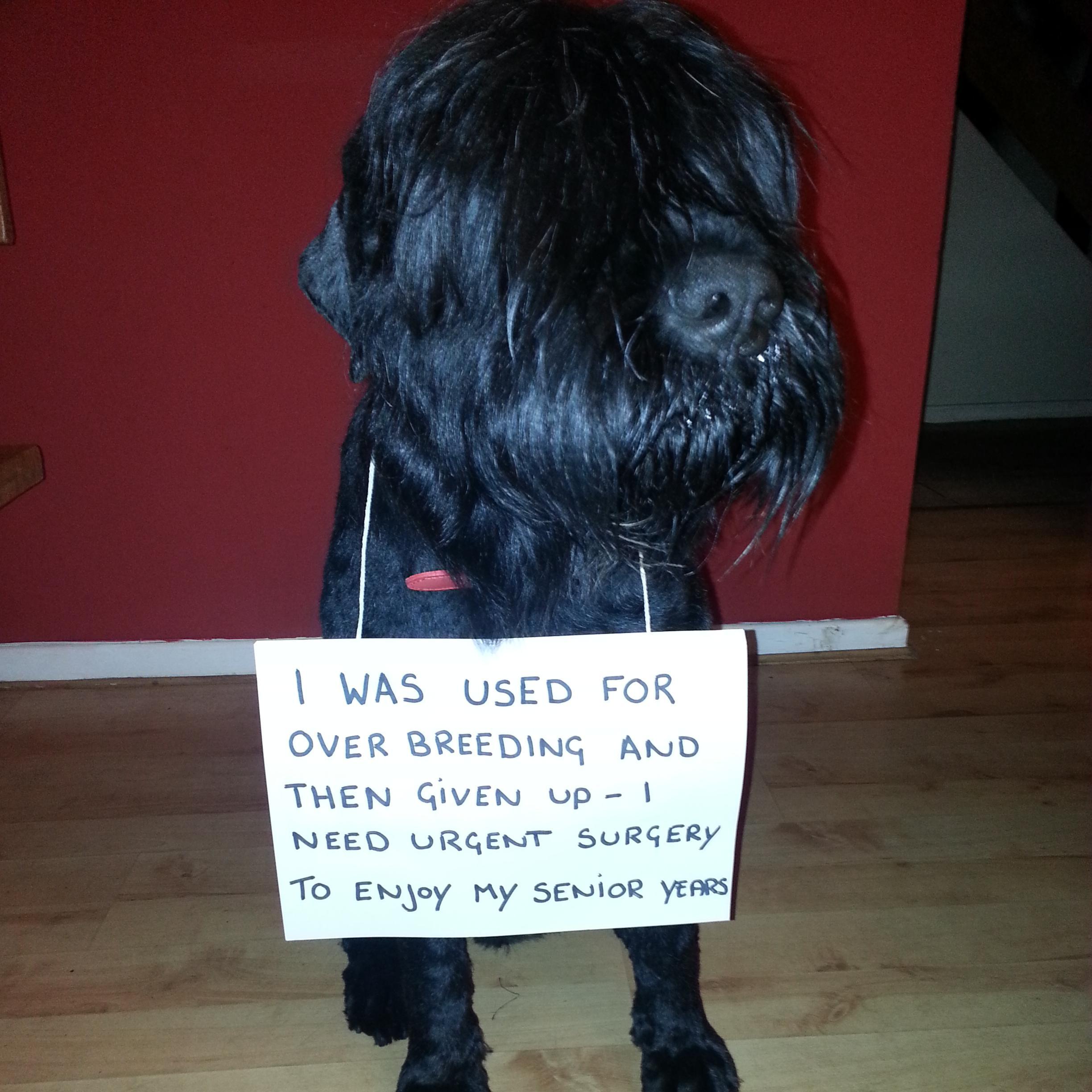 Trying to save my wee life by crowd funding for emergency surgery #dogsdeservebetter