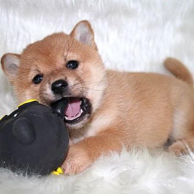 ワンちゃんの情報を掲載していきます！

クイズなんかもだすので答えてくださいね！