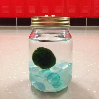 i live with a fish who isnt cool enough to have a twitter