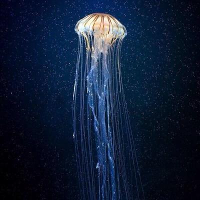 規制垢滅多に稼働しない。乃木坂46好き。