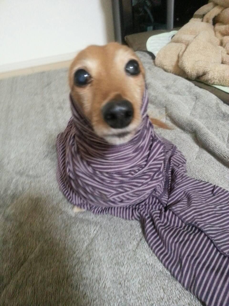 ざきやまのアイコン