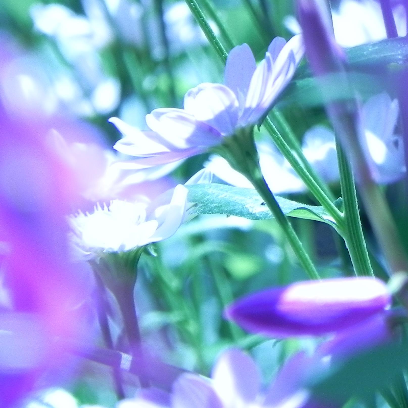 カコさんのプロフィール画像