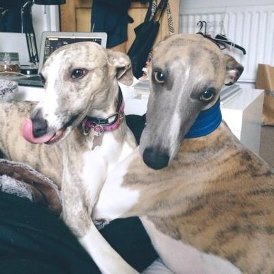 hello all! we are cuthbert & gracie, two whippets who love to eat, sleep & run. our mum is @victorialouised ❤️