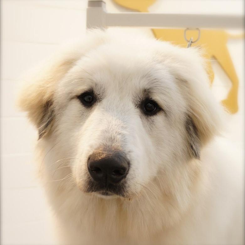 tedthepyrenean Profile Picture