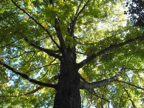 Native Woods is a property management company promoting native wildland restoration